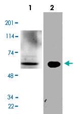 Anti-GATA2 Rabbit Polyclonal Antibody