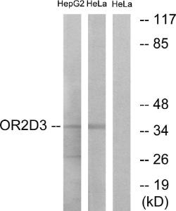 Western blot analysis of lysates from HeLa and HepG2 cells using Anti-OR2D3 Antibody. The right hand lane represents a negative control, where the antibody is blocked by the immunising peptide