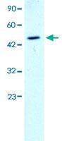 Anti-GATA2 Rabbit Polyclonal Antibody