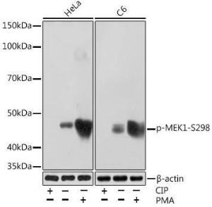 Western blot analysis of extracts of various cell lines, using Anti-MEK1 (phospho Ser298) Antibody [ARC1565] (A308195)