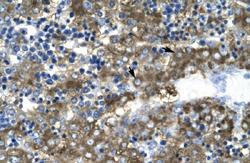 Anti-GATA2 Rabbit Polyclonal Antibody