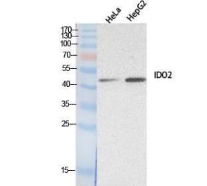 Anti-IDO2 antibody