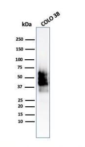 Western blot analysis of COLO-38 cell lysate using Anti-SOX10 Antibody [SOX10/2311R]