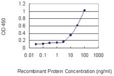 Anti-KCNJ15 Mouse Monoclonal Antibody [clone: 1B2]