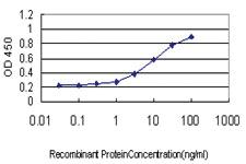 Anti-SSBP3 Mouse Monoclonal Antibody [clone: 3E6]