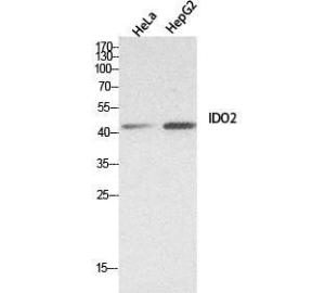 Anti-IDO2 antibody