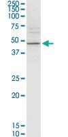 Anti-KCNJ15 Mouse Monoclonal Antibody [clone: 1F8]