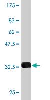 Anti-CHP1 Mouse Monoclonal Antibody [clone: 3G8]