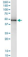 Anti-RNH1 Polyclonal Antibody Pair