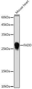 Anti-FADD Rabbit Polyclonal Antibody