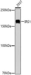 Western blot analysis of extracts of 293T cells, using Anti-IRS1 Antibody (A12569) at 1:1,000 dilution. The secondary antibody was Goat Anti-Rabbit IgG H&L Antibody (HRP) at 1:10,000 dilution.