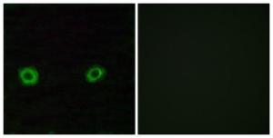 Immunofluorescence analysis of A549 cells using Anti-OR2D3 Antibody. The right hand panel represents a negative control, where the antibody was pre-incubated with the immunising peptide