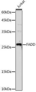 Anti-FADD Rabbit Polyclonal Antibody