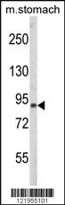 Anti-PARD3 Rabbit Polyclonal Antibody