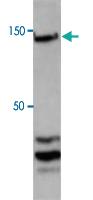 Anti-CTCF Rabbit Polyclonal Antibody