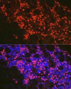 Anti-FADD Rabbit Polyclonal Antibody