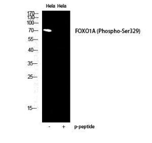 Western blot analysis of HELA cells using Anti-FOXO1A (phospho Ser329) Antibody