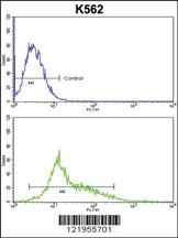 Anti-PARD3 Rabbit Polyclonal Antibody