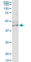 Anti-KCNJ15 Mouse Monoclonal Antibody [clone: 1F8]