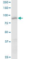 Anti-CEP85 Mouse Polyclonal Antibody