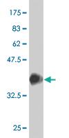 Anti-SRF Mouse Monoclonal Antibody [clone: 1C8]