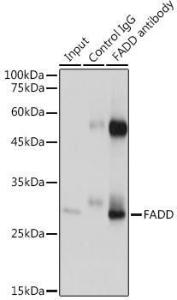 Anti-FADD Rabbit Polyclonal Antibody