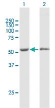 Anti-FKBP5 Mouse Polyclonal Antibody