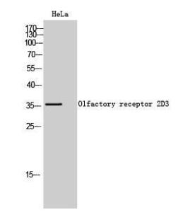 Western blot analysis of HeLa cells using Anti-OR2D3 Antibody