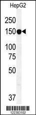 Anti-ABCC10 Rabbit Polyclonal Antibody (APC (Allophycocyanin))