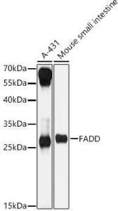 Western blot analysis of various lysates, using Anti-FADD Antibody (A307155) at 1:1,000 dilution