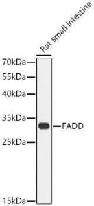 Western blot analysis of Rat small intestine, using Anti-FADD Antibody (A307155) at 1:1,000 dilution