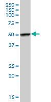 Anti-FKBP5 Mouse Polyclonal Antibody