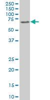 Anti-ARHGEF3 Mouse Polyclonal Antibody