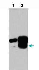 Anti-SMAD3 Rabbit Polyclonal Antibody