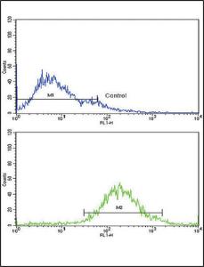 Anti-Insulin-Like Growth Factor Binding Protein 2 Rabbit Polyclonal Antibody (PE (Phycoerythrin))