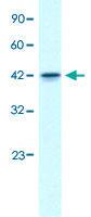 Anti-GFI1B Rabbit Polyclonal Antibody