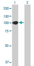 Anti-CEP85 Mouse Polyclonal Antibody