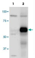 Anti-ATG13 Rabbit Polyclonal Antibody