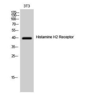 Antibody anti-HRH2 A101423-100 100 µg