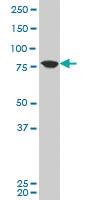 Anti-KCNN3 Mouse Polyclonal Antibody