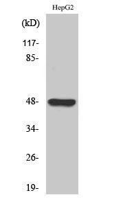 Western blot analysis of various cells using Anti-GPR19 Antibody