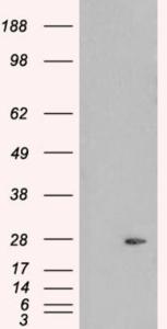 HEK293 overexpressing PLDN (RC201514) and probed with EB05946 (mock transfection in first lane), tested by Origene.