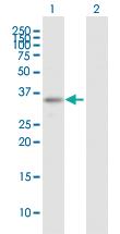 Anti-ARHGEF3 Mouse Polyclonal Antibody