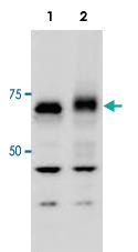 Anti-ATG13 Rabbit Polyclonal Antibody