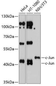 Western blot analysis of extracts of various cell lines, using Anti-c-Jun Antibody (A12570) at 1:1,000 dilution