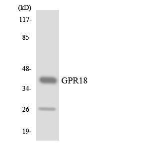 Western blot analysis of the lysates from HUVEC cells using Anti-GPR18 Antibody