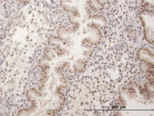 Anti-FKBP5 Mouse Polyclonal Antibody