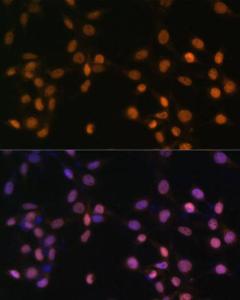 Immunofluorescence analysis of NIH/3T3 cells using Anti-c-Jun Antibody (A12570) at a dilution of 1:100. DAPI was used to stain the cell nuclei (blue)