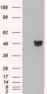 HEK293 overexpressing CORO1A (RC210753) and probed with EB06057 (mock transfection in first lane), tested by Origene.