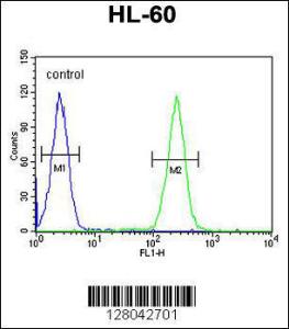 Anti-BCORL1 Rabbit Polyclonal Antibody (FITC (Fluorescein Isothiocyanate))